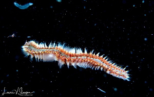 Fireworm/Photographed on a bonfire dive with a Canon 60 m... by Laurie Slawson 
